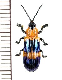 ベニボタル擬態のトゲハムシの一種　Callistola speciosa　インドネシア（モルッカ諸島：ウォカム島）