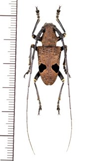 カミキリムシの一種　Monochamus latefasciatus　♂　 ベトナム北東部