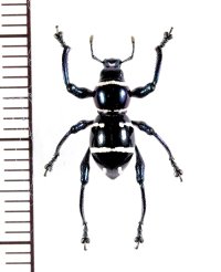 カタゾウムシの一種　 Pachyrhynchus morotaiensis　インドネシア（モルッカ諸島：モロタイ島）