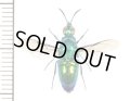 セイボウの一種　Chrysididae species　カザフスタン
