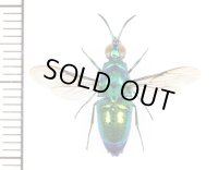 セイボウの一種　Chrysididae species　カザフスタン