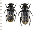 アリノスハナムグリの一種　Clinterocera sp.　ペア　中国甘粛省