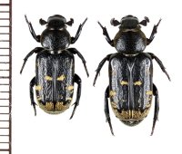 アリノスハナムグリの一種　Clinterocera sp.　ペア　中国甘粛省
