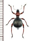 カタゾウムシの一種　Pseudapocyrtus formicarius  ♀   フィリピン(ルソン島)