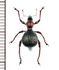 カタゾウムシの一種　Pseudapocyrtus formicarius  ♀   フィリピン(ルソン島)