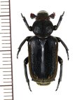 アリノスハナムグリの一種 　Clinterocera krikkeni　♂　 中国（貴州省）