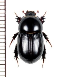 クロマルカブトムシ　♀　喜界島