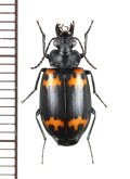 キノコゴミムシの一種　Lioptera sp.　中国（黒竜江省）