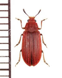 ジョウカイモドキの一種　Melyridae species　中国（四川省）