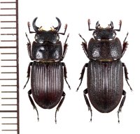 アマミネブトクワガタ　小型ペア♂14mm♀14.2mm　徳之島