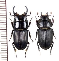 トカラネブトクワガタ　中型ペア　♂18.7mm♀15.9mm　悪石島