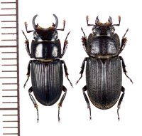 トカラネブトクワガタ　小型ペア　♂14.5mm♀14.6mm　悪石島