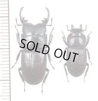 ネブトクワガタ　大型ペア　♂24.4mm♀16.6mm　三宅島