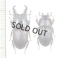 オガサワラネブトクワガタ　大型ペア　♂23.3mm♀18.1mm　母島  