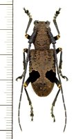 カミキリムシの一種　Monochamus latefasciatus　♀　 ベトナム北東部