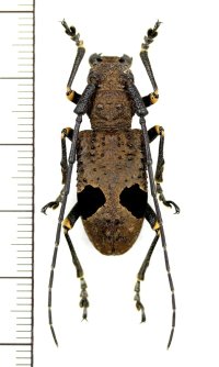 カミキリムシの一種　Monochamus latefasciatus　♀　 ベトナム北東部