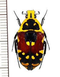 キンボシマダガスカルハナムグリ　♀　 マダガスカル