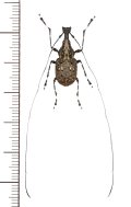 ヒゲナガゾウムシの一種　Mecocerus callosus　♂　ベトナム北東部