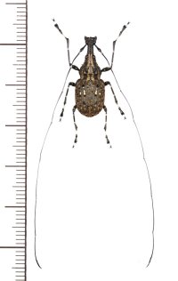 ヒゲナガゾウムシの一種　Mecocerus callosus　♂　ベトナム北東部