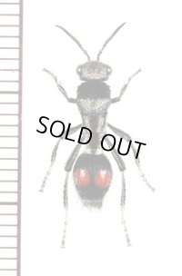 アリバチの一種　Mutillidae species　♀ 　チリ