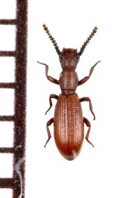 好蟻性のゴミムシダマシの一種　Dichillus tyrrhenicus　イタリア