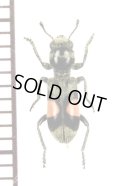 アリバチ擬態のカッコウムシの一種 　Cleridae species　ペルー