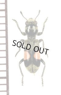 アリバチ擬態のカッコウムシの一種 　Cleridae species　ペルー