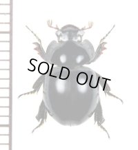 マンマルコガネの一種　Ceratocanthinae species　ペルー