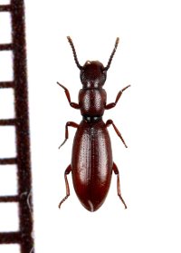 好蟻性のゴミムシダマシの一種　Dichillus reitteri　タジキスタン