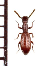 好蟻性のゴミムシダマシの一種　Dichillus corsicus　イタリア