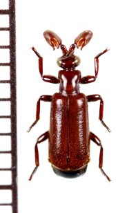 ヒゲブトオサムシ族の一種　Paussus sp.　タンザニア