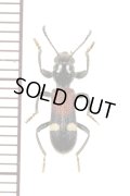 アリバチ擬態のカッコウムシの一種　Cleridae species　エチオピア
