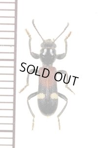 アリバチ擬態のカッコウムシの一種　Cleridae species　エチオピア