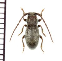 カミキリムシの一種　Parmena solieri　フランス
