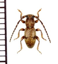 カミキリムシの一種　Parmena meregallii　フランス