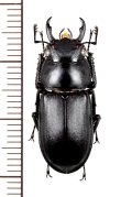 アマミシカクワガタ 　♂27mm　奄美大島
