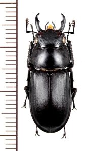 アマミシカクワガタ 　♂27mm　奄美大島