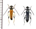 カミキリムシの一種　Stenopterus ater　ペア　イタリア