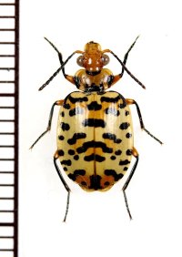 ゴミムシの一種　Carabidae species　ペルー