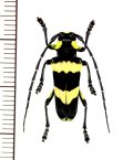 カミキリムシの一種 　Thermistis croceocincta　♂　 ベトナム北東部