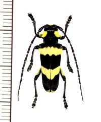 カミキリムシの一種 　Thermistis croceocincta　♂　 ベトナム北東部