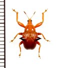 カタハリアシナガオトシブミの一種　Lamprolabus sp.　中国（雲南省）