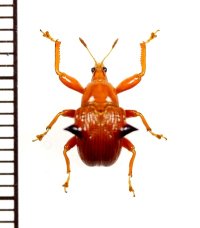 カタハリアシナガオトシブミの一種　Lamprolabus sp.　中国（雲南省）