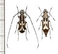 ヒゲナガゾウムシの一種　Xenocerus sp.　ペア　ソロモン諸島（ガダルカナル島）