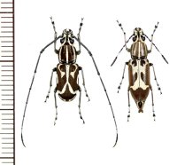 ヒゲナガゾウムシの一種　Xenocerus sp.　ペア　ソロモン諸島（ガダルカナル島）