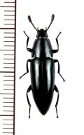 ゴミムシダマシの一種　Tenebrionidae species　マダガスカル