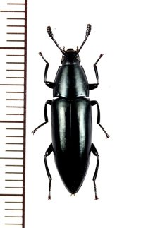ゴミムシダマシの一種　Tenebrionidae species　マダガスカル