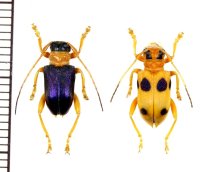 カミキリムシの一種　Entelopes glauca glauca　ペア　インドネシア（スマトラ島）