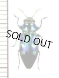 ムツボシタマムシの一種　Chrysobothris sp.　 ラオス