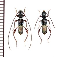 リュウキュウタケウチヒゲナガコバネカミキリ　ペア 　沖縄本島